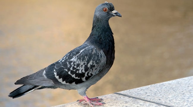 Pigeon de ville