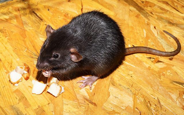 deratisation rat noir effiterr orne sarthe mayenne